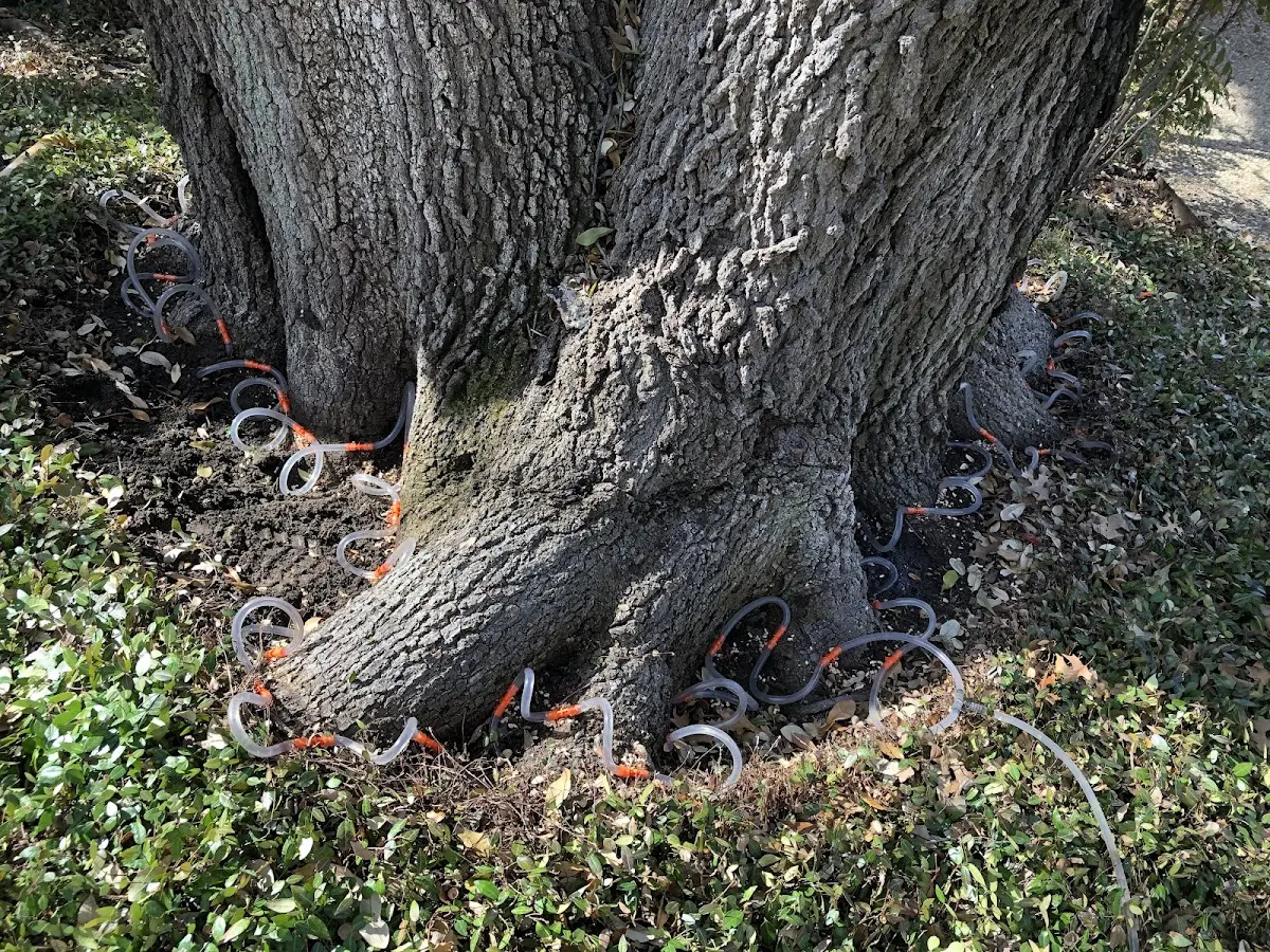 Detailed Tree Cabling and Bracing job site in Mc Adenville