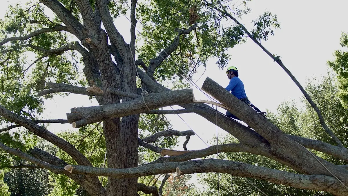 Professional Hazardous Tree Removal performed by certified arborists in Mc Adenville